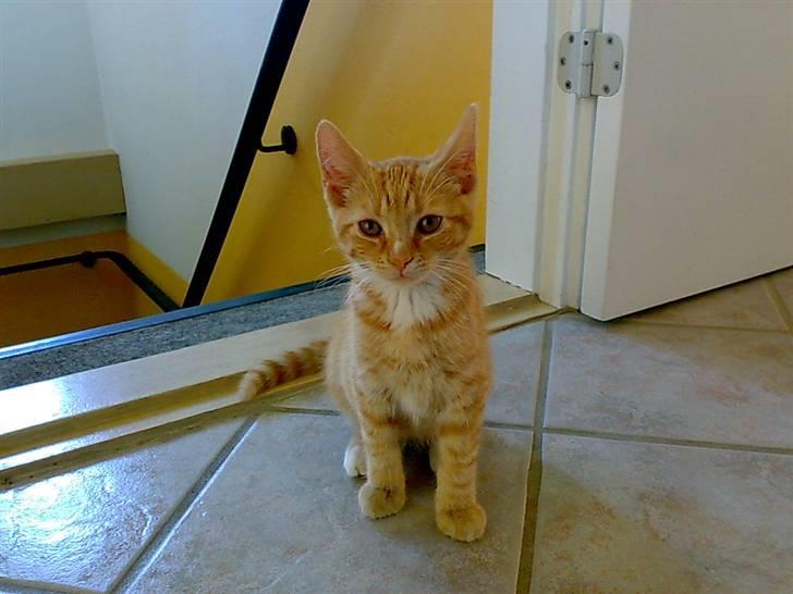 Huskat Garfild - seee jeg kan sede pænt<33 billede 6