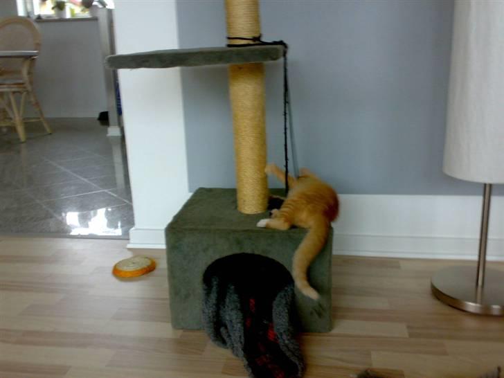 Huskat Garfild - sååå skal der leges billede 7