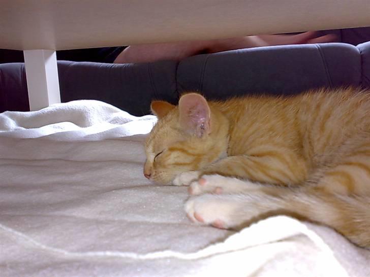 Huskat Garfild - seee min dejlige bror er han ikk sød ??<3 billede 8