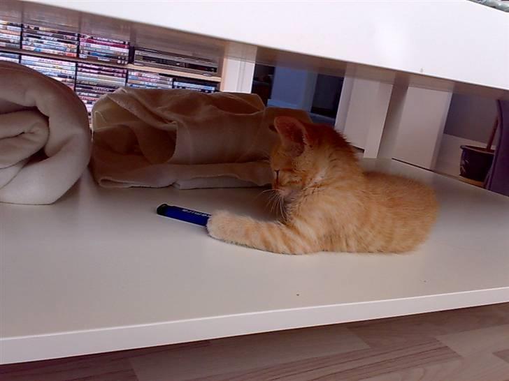 Huskat Tøsen - R.I.P Tøsen 2010 - uhhh en sjov ting<33 billede 8