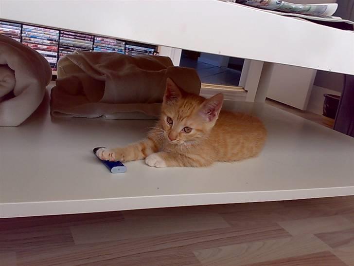 Huskat Tøsen - R.I.P Tøsen 2010 - ejjj hvad er det ved du det mor?<3den ser sjov ud er den farlig? billede 9