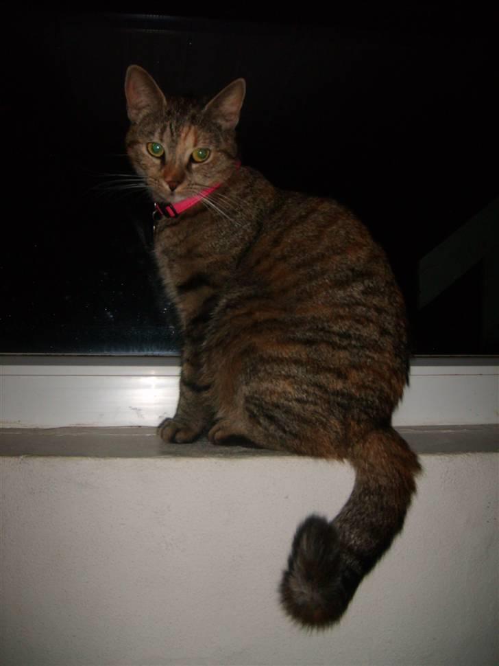 Huskat Pjevs billede 14