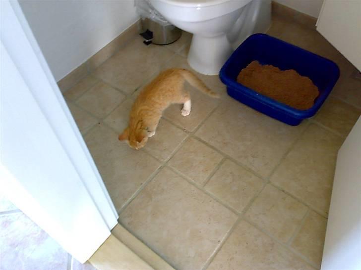 Huskat Tøsen - R.I.P Tøsen 2010 - jeg kan gå på wc selv er jeg ikk fin<33? billede 10