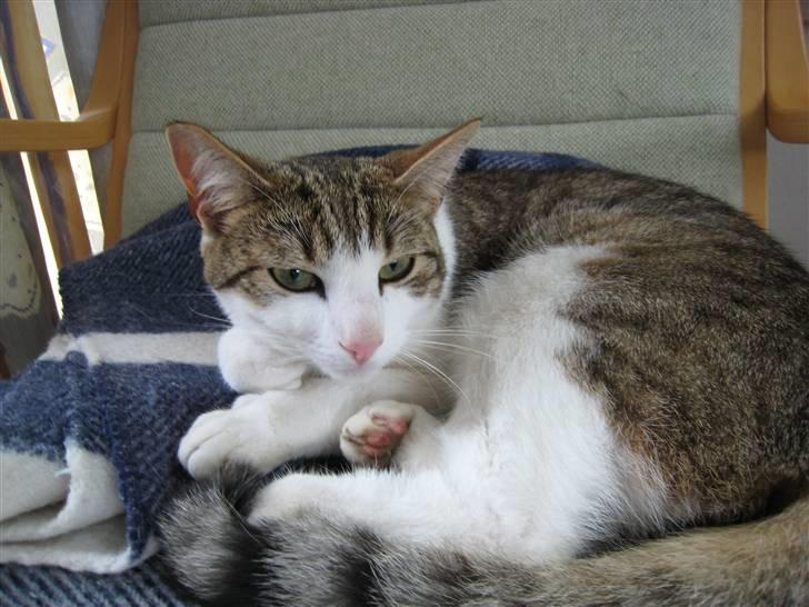 Huskat Felix billede 1