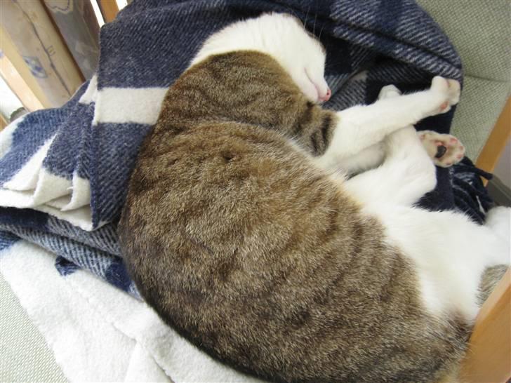 Huskat Felix billede 2