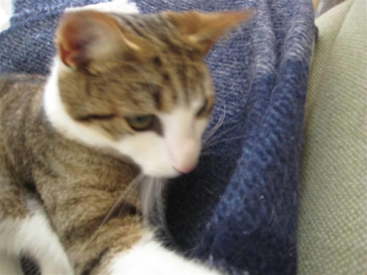 Huskat Felix billede 3