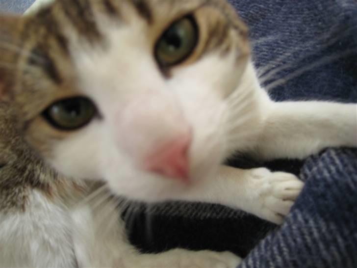 Huskat Felix billede 4