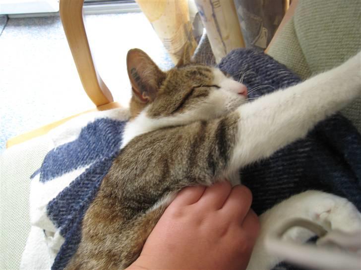 Huskat Felix billede 5