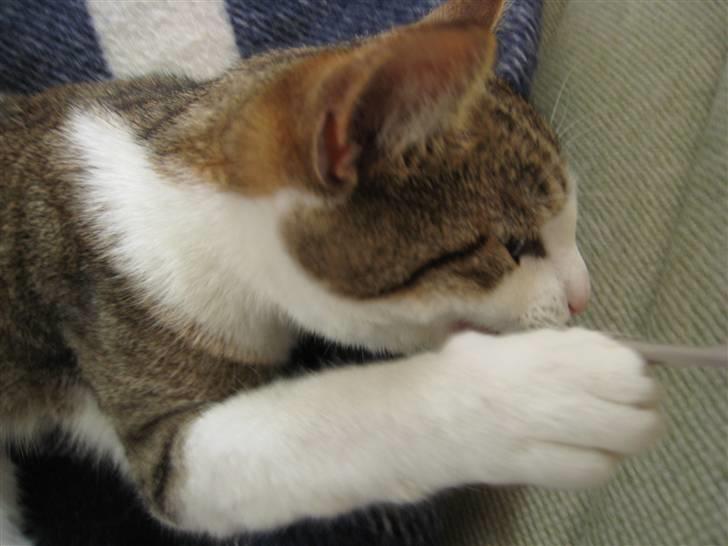 Huskat Felix billede 6