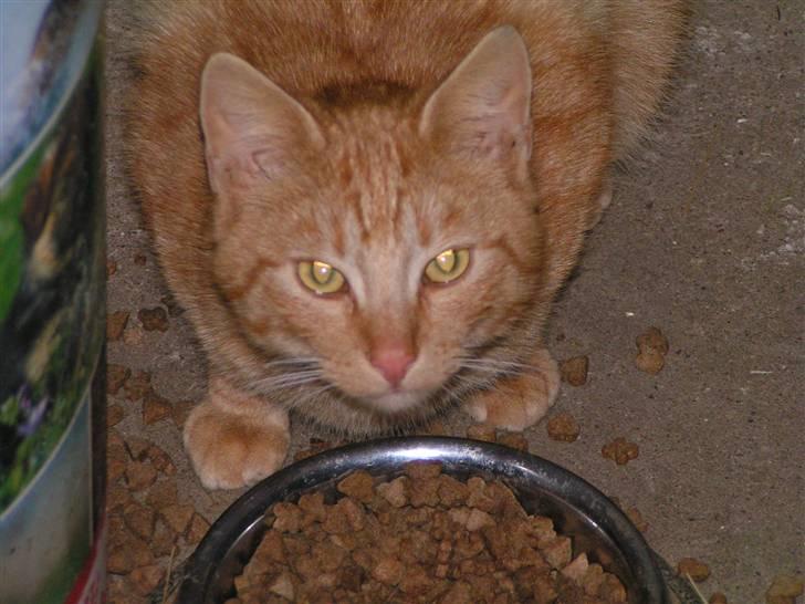 Huskat Garfield - Her er han så som stor billede 10