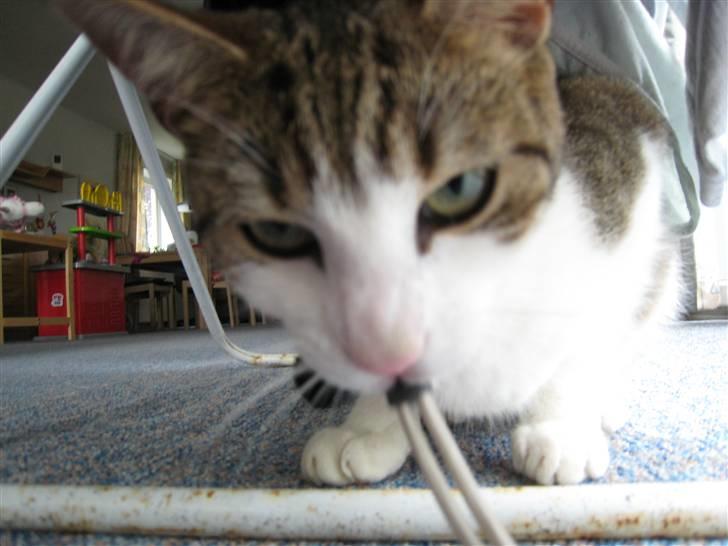 Huskat Felix billede 7