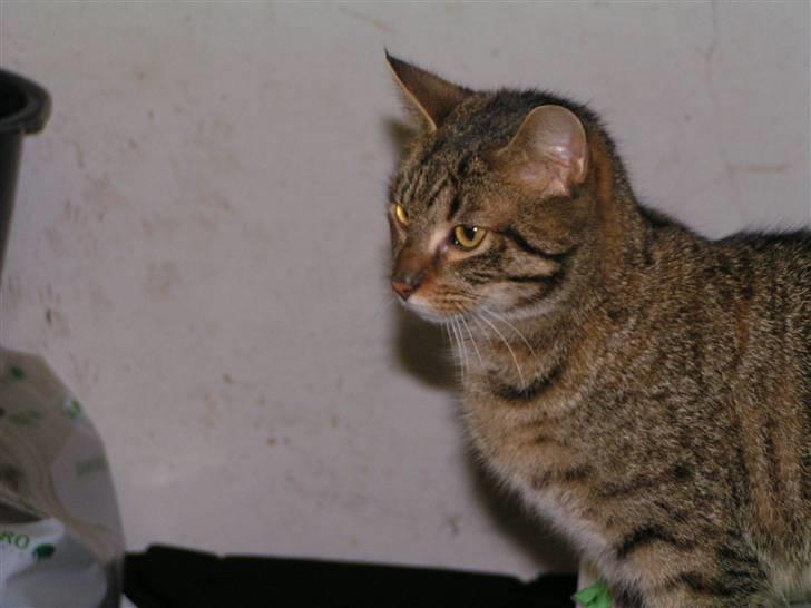 Huskat Mille - Her er min dejliger Mille-misser som stor billede 8