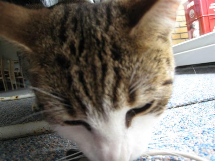 Huskat Felix billede 8