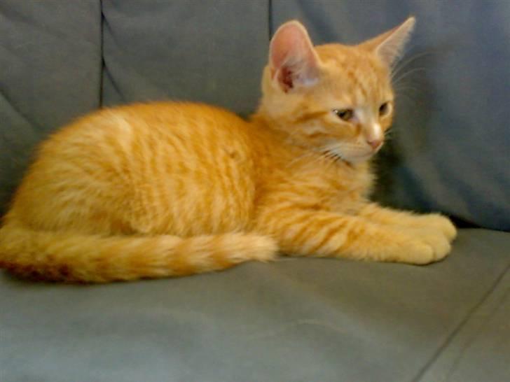 Huskat Garfild - moar jeg vil ikk lægge her mere  billede 9