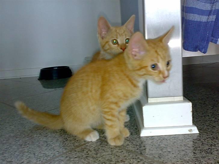 Huskat Garfild - hvad er det der billede 10