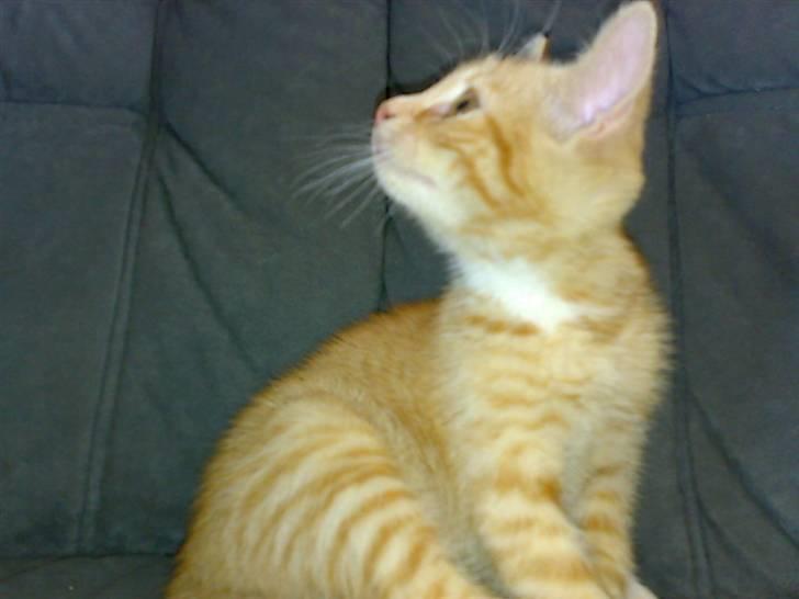 Huskat Garfild - hey du der kom så ned billede 11