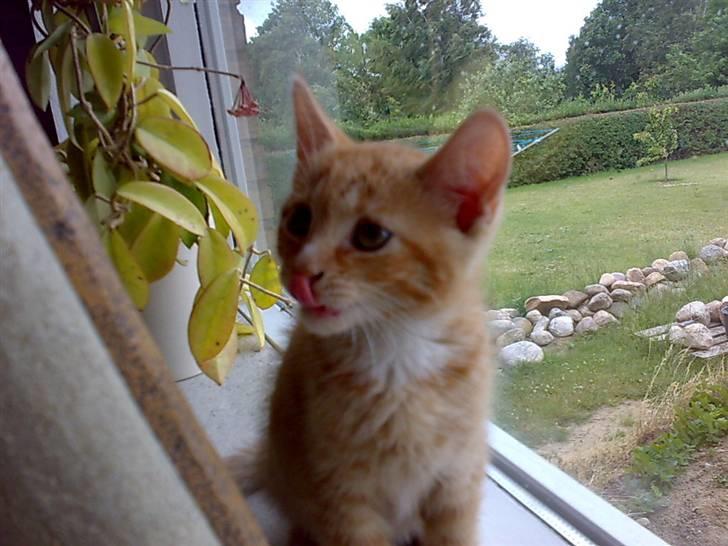 Huskat Tøsen - R.I.P Tøsen 2010 - lækkert<33en fluge=) billede 11