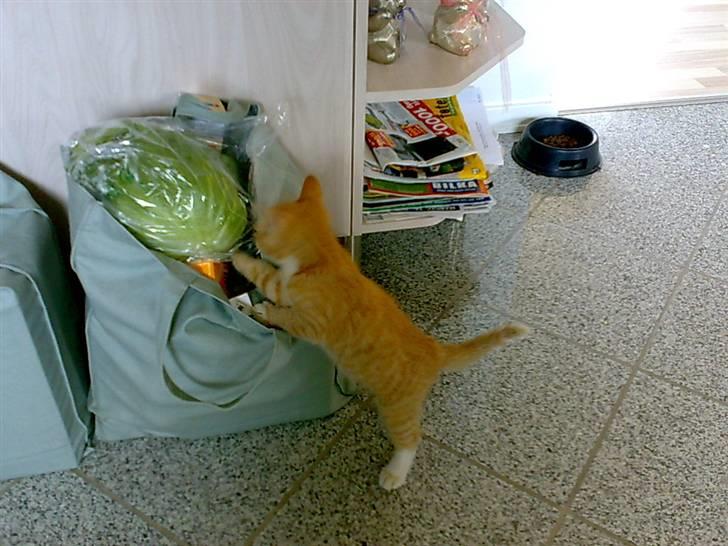 Huskat Tøsen - R.I.P Tøsen 2010 - uhhhh!! hvad mon de har købt til mig?? fisk, eller noget andet lækkert?? " ad fy for fan´ jeg er sgu ikke vegetar!!<3 billede 12