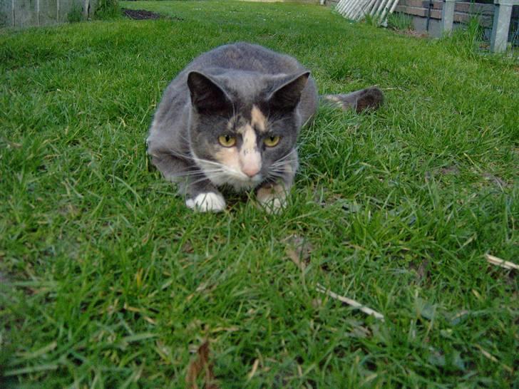 Huskat cocio( nye billeder) - sommer08 billede 14