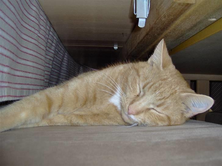 Huskat alfi <3 (nye billeder) - sommer 08 billede 14