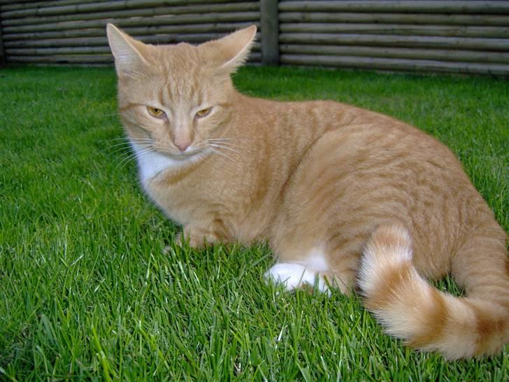 Huskat alfi <3 (nye billeder) - sommer08 billede 15