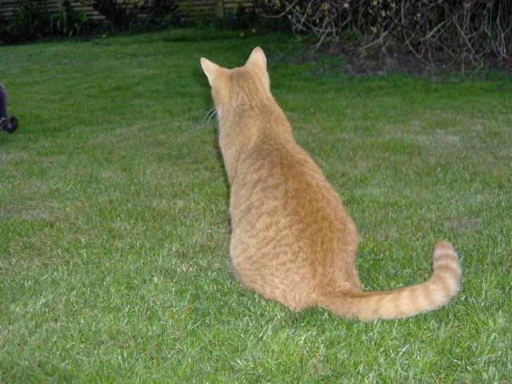 Huskat alfi <3 (nye billeder) - sommer 08 billede 16