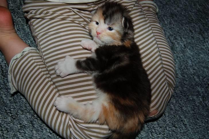 Maine Coon  Berta Bumble Bee P - Næsten 14 dage gammel.. billede 3