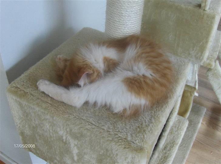 Blanding af racer Ozzy :D billede 4