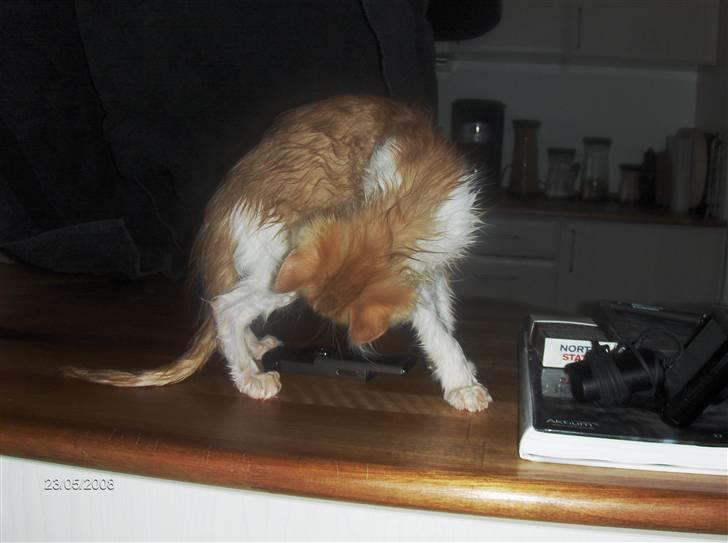 Blanding af racer Ozzy :D billede 5