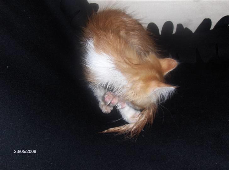 Blanding af racer Ozzy :D billede 6