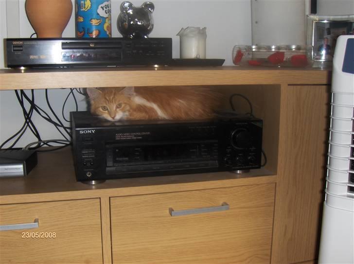 Blanding af racer Ozzy :D billede 7