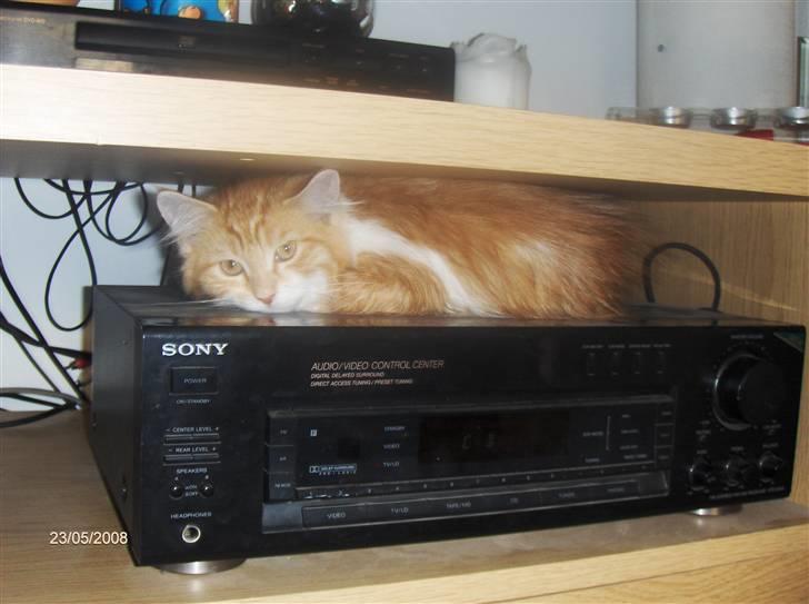 Blanding af racer Ozzy :D billede 8