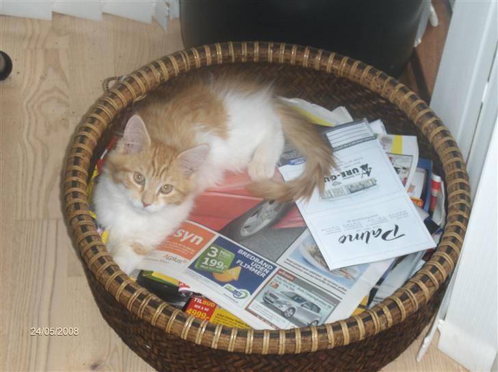 Blanding af racer Ozzy :D billede 9