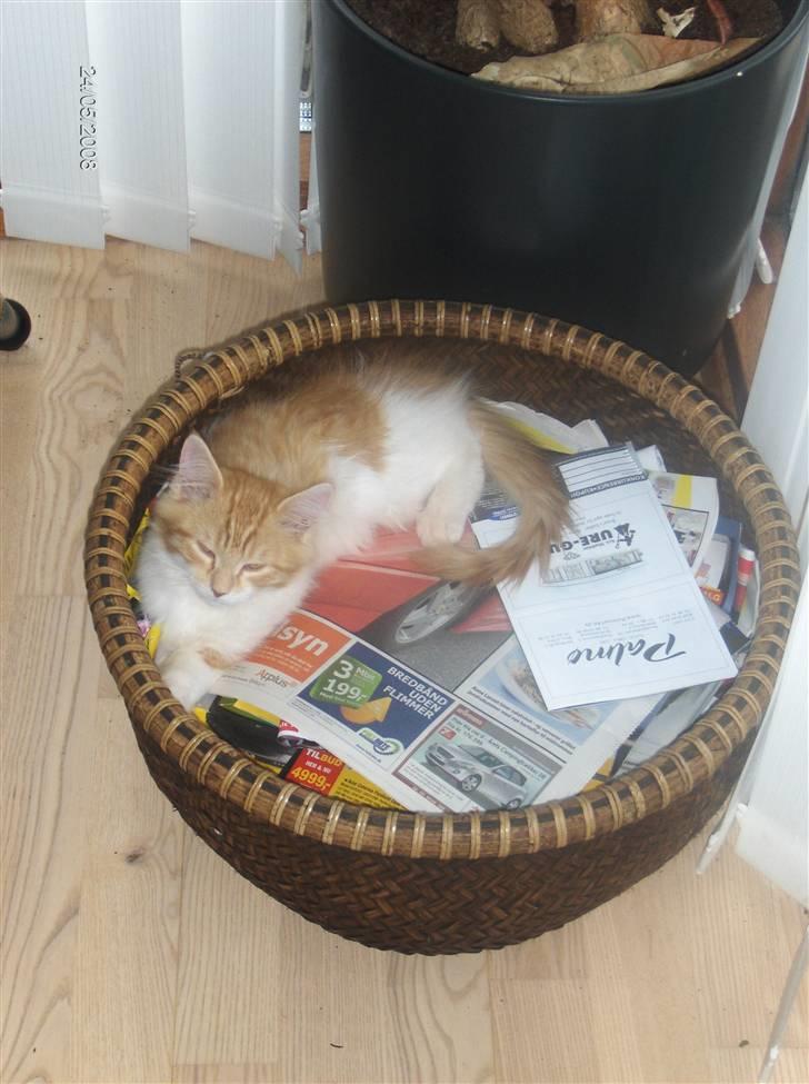 Blanding af racer Ozzy :D billede 10