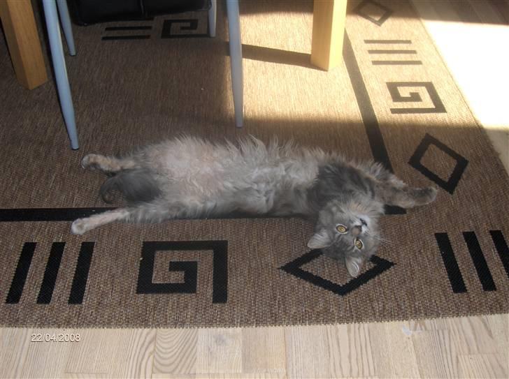 Blanding af racer Chili :D (R.I.P) billede 13