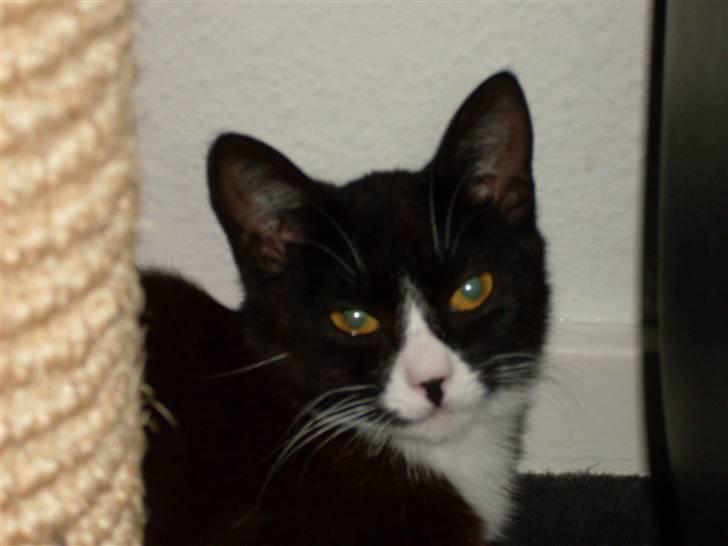 Huskat Nova billede 1