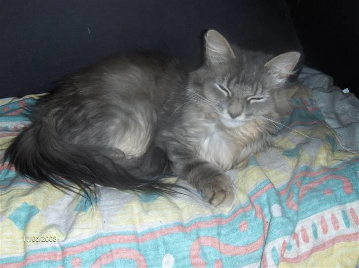 Blanding af racer Chili :D (R.I.P) billede 14