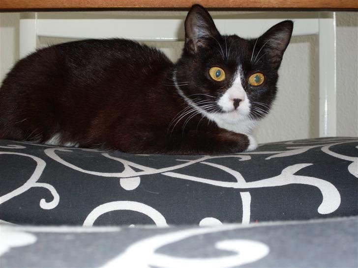 Huskat Nova billede 2