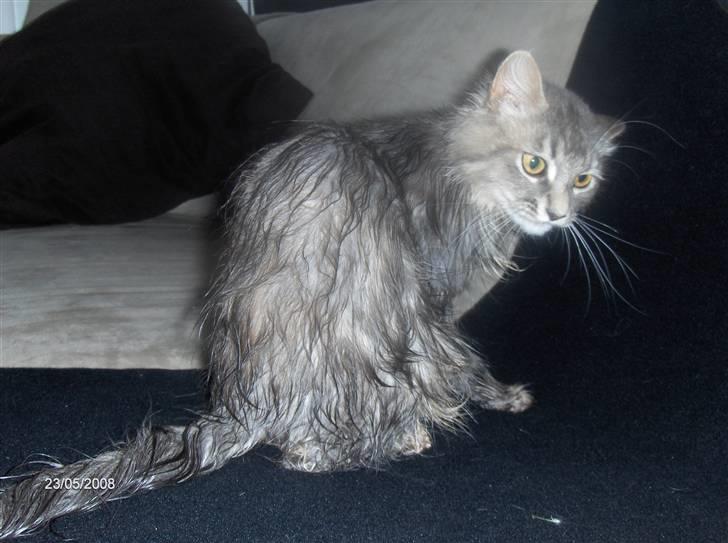 Blanding af racer Chili :D (R.I.P) billede 15