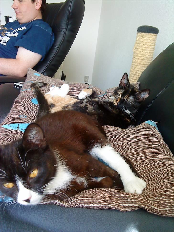 Huskat Nova billede 3