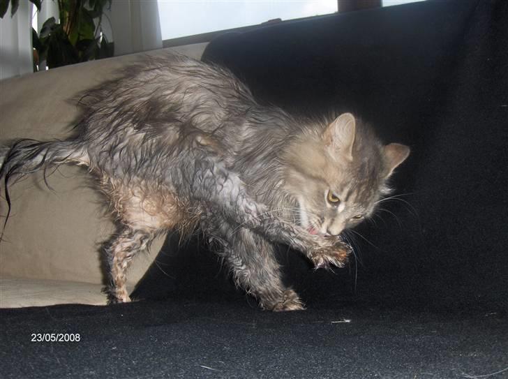 Blanding af racer Chili :D (R.I.P) billede 16