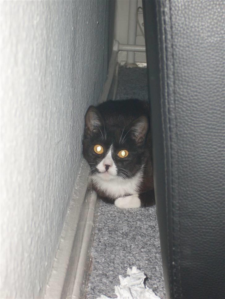 Huskat Nova billede 4