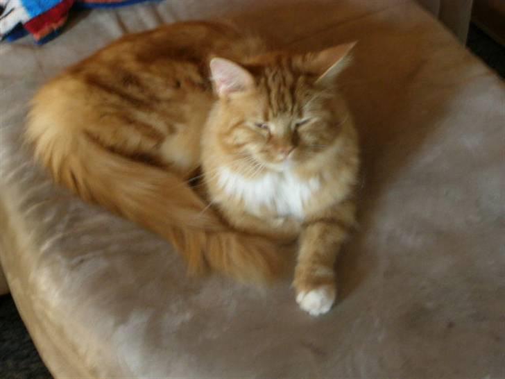 Maine Coon Balou billede 13