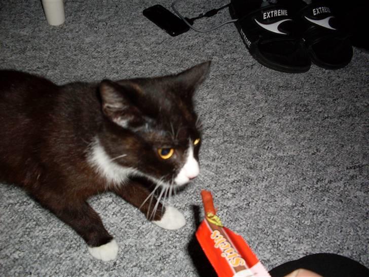 Huskat Nova billede 5