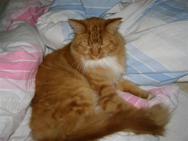 Maine Coon Balou billede 14