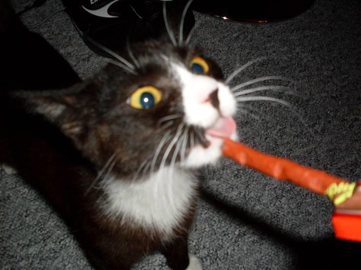 Huskat Nova billede 6