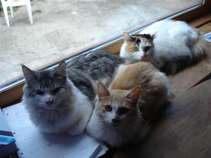 Norsk Skovkat Guldfossens Bertha - 2 høns og 1 hane " smiler " billede 8