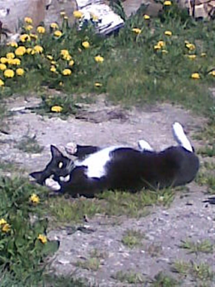 Huskat Apollo   *SOLGT* billede 1