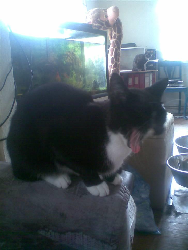 Huskat Apollo   *SOLGT* billede 4