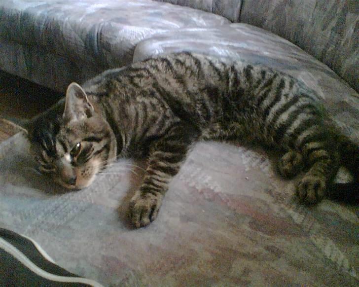 Huskat Speedy R.I.P. billede 1
